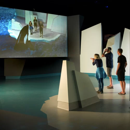 phillip island penguins tours from melbourne