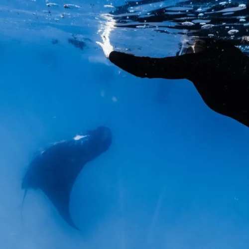 snorkeling at Ningaloo Reef