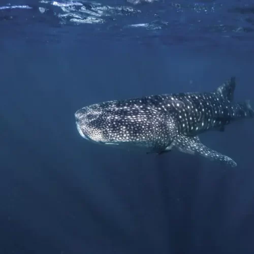 whale shark tours ningaloo reef